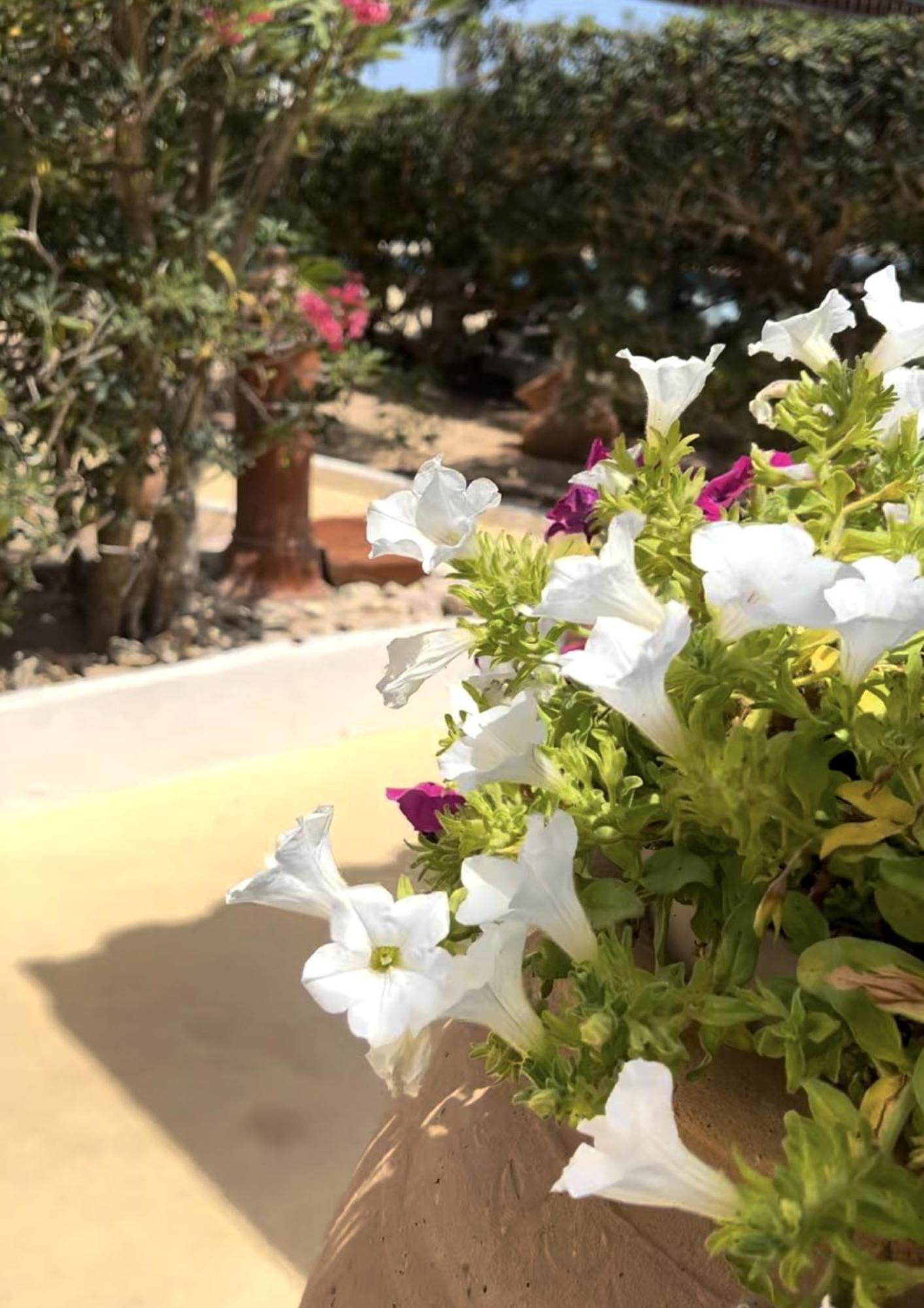 Oasi Di Casablanca Hotel ลัมเปดูซา ภายนอก รูปภาพ